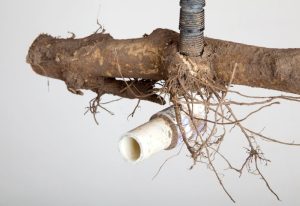 exemple de racines dans des canalisations