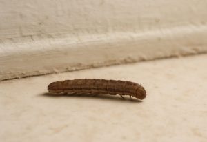 exemple d'une chenille marron dans une maison