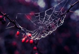 exemple de toile d'araignee