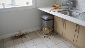 découvrez ce que la présence d'asticots dans votre maison signifie réellement et apprenez les meilleures méthodes pour agir efficacement et protéger votre foyer.